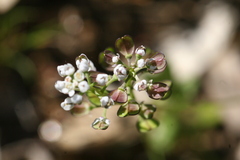 Teesdalia