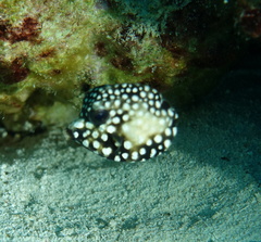 Lactophrys triqueter