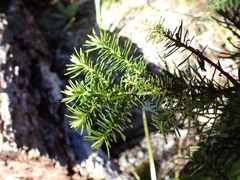 Halocarpus biformis