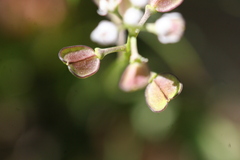 Teesdalia