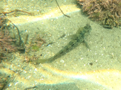 Hypsoblennius gentilis