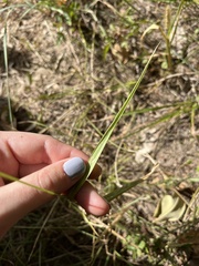 Setaria parviflora