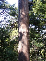 Libocedrus bidwillii