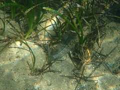 Hypsoblennius gentilis