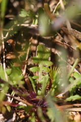 Teesdalia