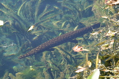 Lepisosteus platyrhincus