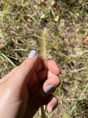 Setaria parviflora