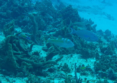 Halichoeres radiatus