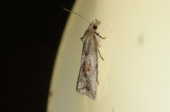 Endothenia quadrimaculana