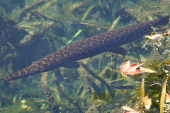 Lepisosteus platyrhincus