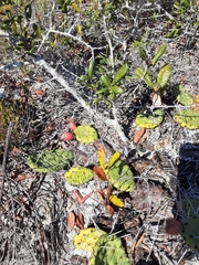 Opuntia mesacantha