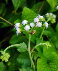 Ageratum