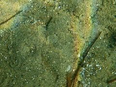 Paralichthys californicus