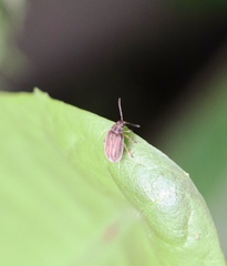 Ophraella communa