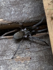Kukulcania hibernalis