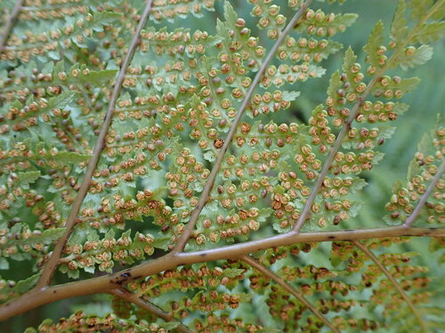 Image of Stumpy Tree Fern (Dicksonia lanata) by (c) Leon Perrie, some rights reserved (CC BY)