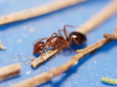 Camponotus yogi