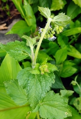 Ageratum