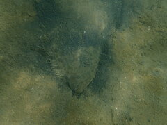 Paralichthys californicus