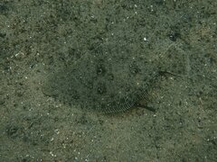 Paralichthys californicus