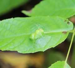 Aceria erinea