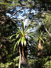 Cordyline indivisa