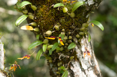 Bulbophyllum retusiusculum