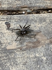 Kukulcania hibernalis
