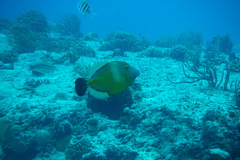 Cantherhines macrocerus