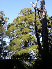 Dacrydium cupressinum