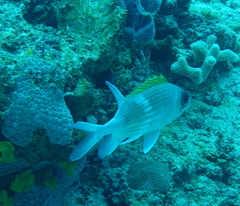 Holocentrus adscensionis