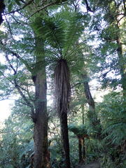 Cyathea smithii