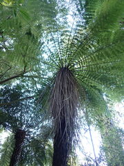 Cyathea smithii