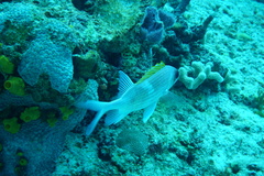 Holocentrus adscensionis