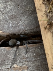 Kukulcania hibernalis