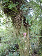 Phlegmariurus billardierei