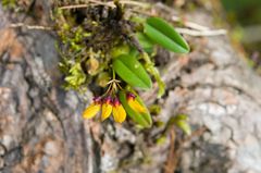 Bulbophyllum retusiusculum