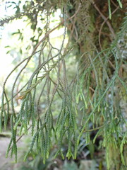 Phlegmariurus billardierei