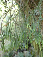 Phlegmariurus billardierei