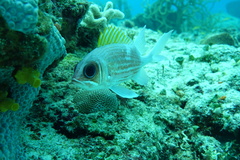 Holocentrus adscensionis