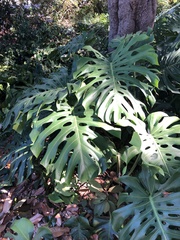 Monstera deliciosa
