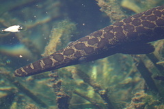 Lepisosteus platyrhincus