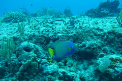 Holacanthus ciliaris