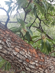 Arbutus arizonica