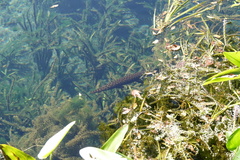 Lepisosteus platyrhincus