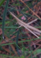 Achurum carinatum