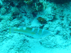 Halichoeres radiatus