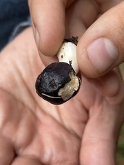 Tolypocladium capitatum