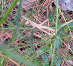 Achurum carinatum