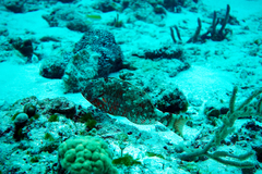 Sparisoma chrysopterum